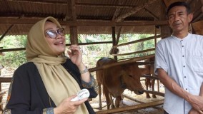 Cawalkot Cirebon Eti Herawati Sebut Kelurahan Argasunya Potensi Peternakan Sapi yang Berkualitas